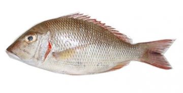 Sheri Fish